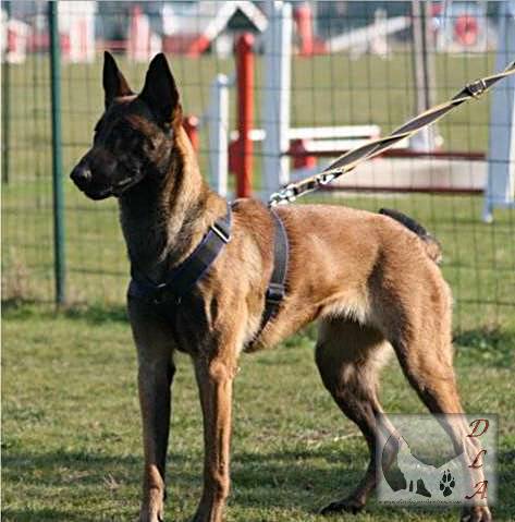 Elite des loups d'antan