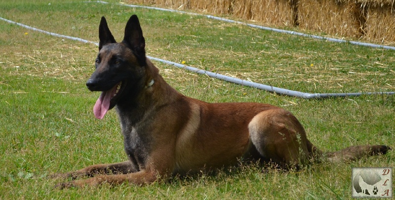 Eliot des loups d'antan